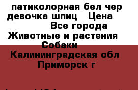 патиколорная бел/чер девочка шпиц › Цена ­ 15 000 - Все города Животные и растения » Собаки   . Калининградская обл.,Приморск г.